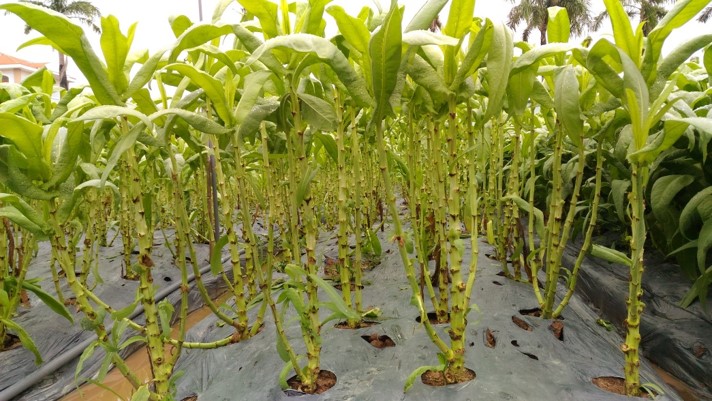 Quy trình phát triển cây Bồ Công Anh làm trà thảo dược của P&K Development Corp